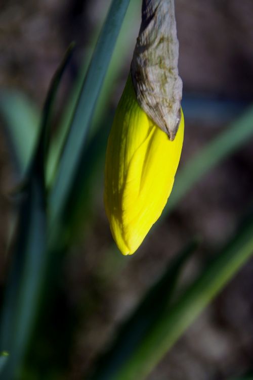 Daffodil, Budas, Pavasaris, Gėlė, Geltona, Pavasario Požymiai