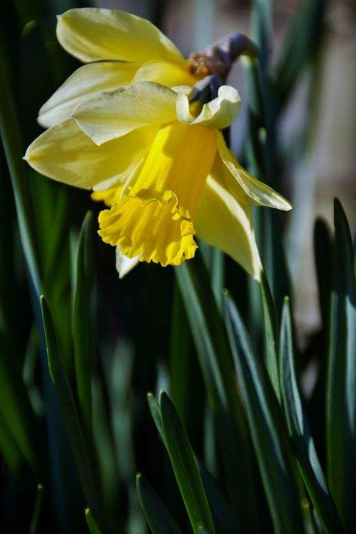 Daffodil, Pavasaris, Geltona, Gėlė, Sodas