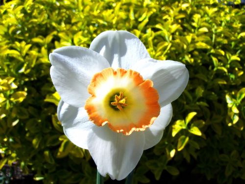 Daffodil, Pavasario Gėlė, Balta