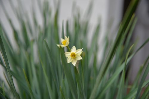 Daffodil,  Gėlė,  Žalias,  Balta,  Geltona,  Narcissus Tazetta Subsp,  Chinensis