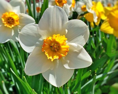 Daffodil,  Gėlė,  Pavasaris,  Geltona,  Sodas,  Žydėti,  Pavasarį