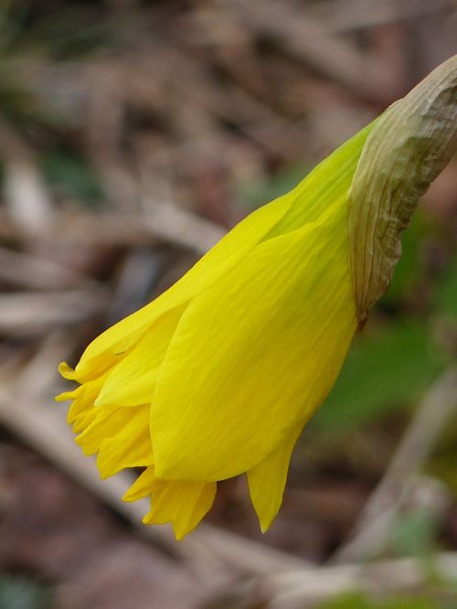 Daffodil, Sodas, Geltona, Pavasaris