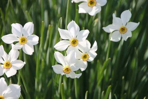 Daffodil, Gėlės, Sodas, Geranium, Jonquils, Narcizas, Balta, Augalai, Pavasaris