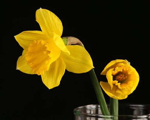 Daffodil, Narcizas, Jonquil, Geltona Gėlė, Pavasario Gėlė, Žiedas, Žydėti