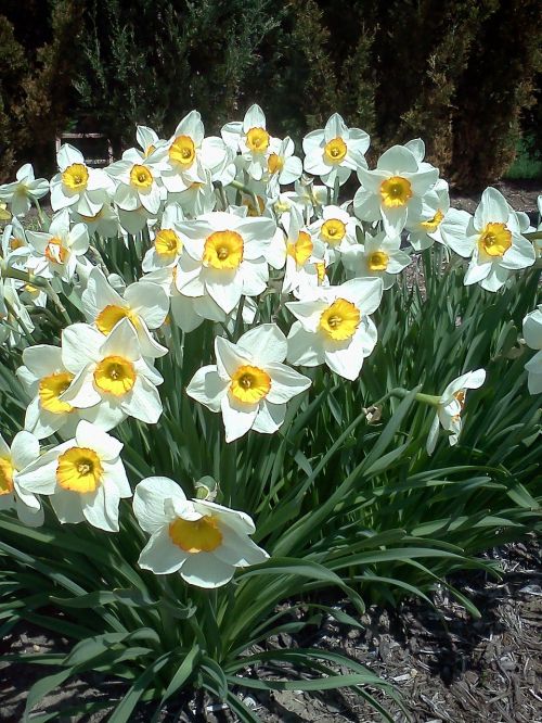 Daffodil, Pavasario Gėlė, Narcizas, Sodas, Augalai, Geltona, Pavasaris