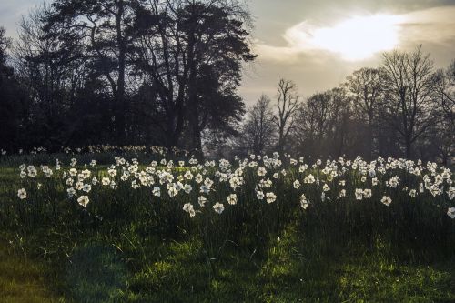 Daffodil, Narcizas, Gėlė, Lova, Auksinis, Valandą, Šviesa, Saulės Šviesa, Gamta, Pavasario Gėlė, Sodas, Gėlių, Žydi, Apdaila, Lauke, Botanika, Pavasaris