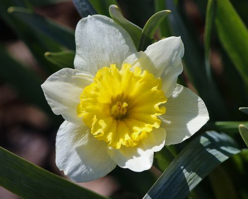 Daffodil, Narcizas, Geltona, Balta, Žiedas, Gėlių, Žydi, Flora, Sodininkystė, Bulvių Gėlė, Jonquil