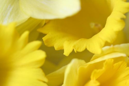 Gėlė,  Geltona,  Daffodil,  Šviesus,  Fonas,  Velykos,  Pavasaris,  Daffodilio Fonas