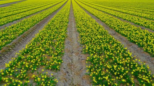 Dafodilo Laukas, Daffodil, Narcizas, Laukas, Plantacija, Auginimas, Gėlė, Žiedas, Žydėti, Geltona, Pavasaris, Balandis, Velykos, Velykų Gėlė