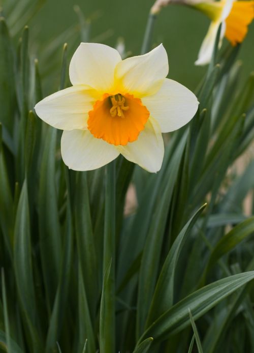Daffodil,  Gėlė,  Geltona,  Oranžinė,  Gėlių,  Flora,  Gamta,  Gražus,  Iš Arti,  Nuotrauka,  Vaizdas,  Dafodilo Gėlė