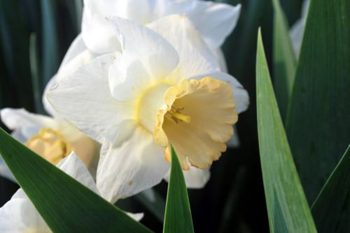 Daffodil,  Gėlė,  Gėlės,  Pavasaris,  Vaizdas,  Narcizo Vaizdas