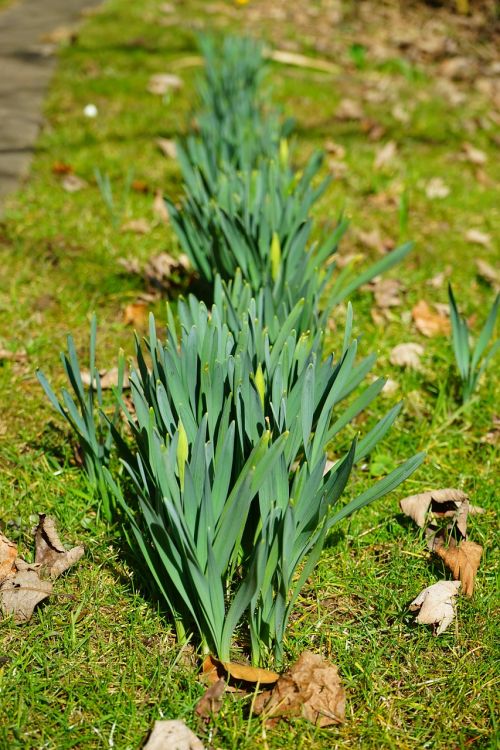 Daffodilo Lapai, Narcizai, Gėlė, Lapai, Stengel, Pavasaris
