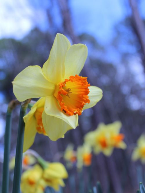 Daffodil,  Narcizai,  Sodas,  Gėlė,  Gėlės,  Paplūdimio Narcizas