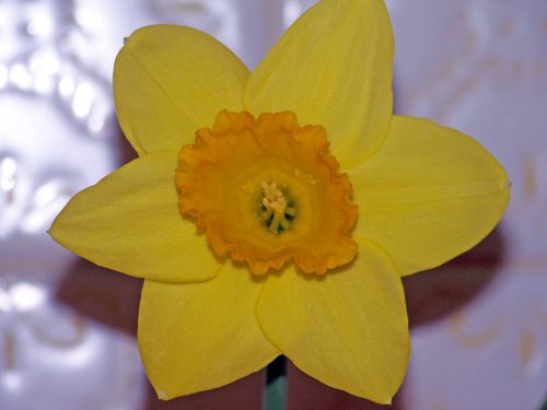 Daffodil,  Geltona,  Gėlė,  Narcizas