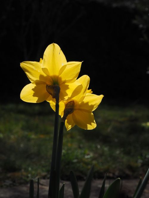 Narcizai, Gėlės, Geltona, Pavasaris, Narcissus Pseudonarcissus, Daffodil, Amarilio Augalas