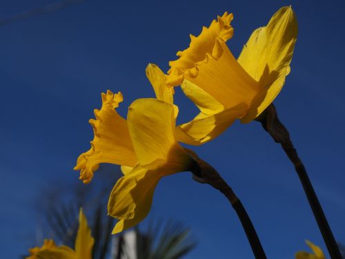 Narcizai, Gėlės, Geltona, Pavasaris, Narcissus Pseudonarcissus, Daffodil, Amarilio Augalas