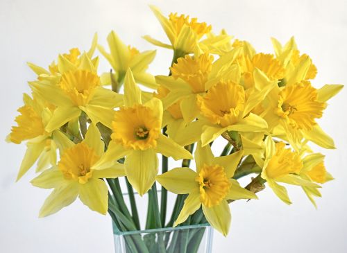 Narcizai, Puokštė, Pavasaris, Gėlės, Geltona, Augalai, Vazos
