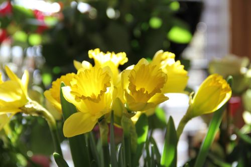 Narcizai, Gėlės, Pavasaris, Geltona Gėlė