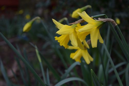 Narcizai, Pavasaris, Sodas, Gėlė