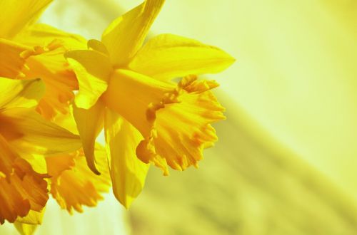 Narcizai, Osterglocken, Geltona, Žiedas, Žydėti, Pavasaris, Gėlė, Velykos, Geltonos Gėlės, Uždaryti, Narcissus Pseudonarcissus