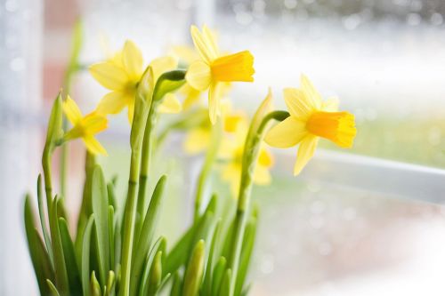 Narcizai, Pavasaris, Geltonos Gėlės, Augalas, Sodininkas, Gamta, Velykos