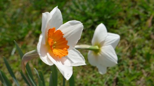 Narcizai, Augalas, Svogūninės Gėlės, Bi Spalva, Balta, Oranžinė, Žalias, Pavasaris, Gamta, Gėlės