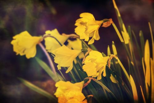 Narcizai, Geltona, Gėlės, Pavasaris, Gamta