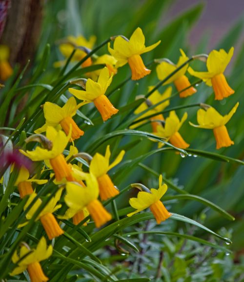 Daffodil,  Narcizai,  Gėlė,  Gėlės,  Pavasaris,  Geltona,  Oranžinė,  Gamta,  Vaizdas,  Nuotrauka,  Narcizai
