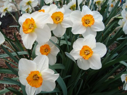 Narcizai,  Gėlės,  Geltona,  Pavasaris,  Narcizai