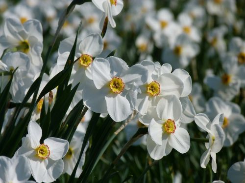 Narcizai, Gėlės, Augalas, Pavasaris