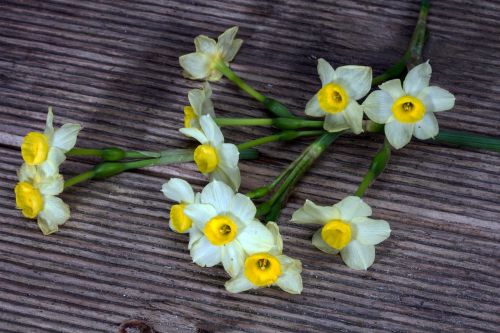 Narcizai, Gėlės, Mediena, Fonas, Narcissus Pseudonarcissus, Daffodil