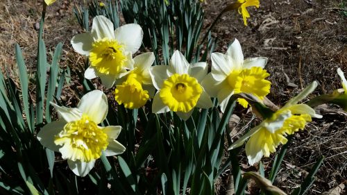 Narcizai, Gėlės, Pavasaris, Geltona