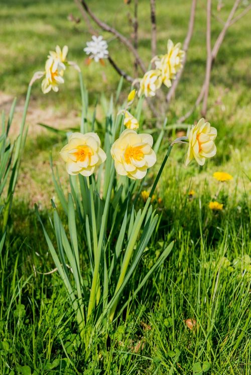 Narcizai, Gėlės, Narcizas, Geltona, Pavasario Gėlė, Pavasaris