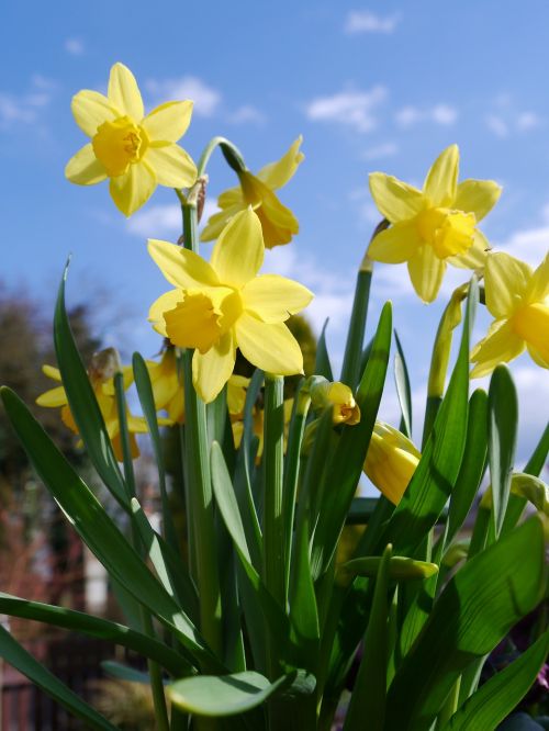 Narcizai, Osterglocken, Geltona, Gėlė, Sodo Pavasaris, Velykos, Geltonos Narcizai