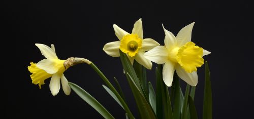 Narcizai, Gėlės, Geltona, Pavasaris, Daffodil, Narcissus Pseudonarcissus, Gamta, Pavasario Gėlės, Pavasario Pranašys