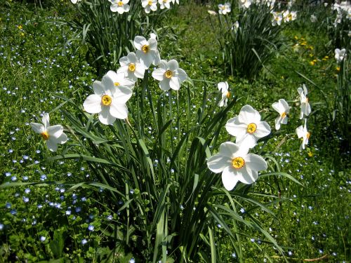 Narcizai, Pavasaris, Pavasario Pranašys