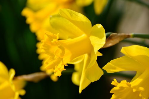 Narcizai, Osterglocken, Geltona, Narcissus Pseudonarcissus, Velykos, Pavasario Gėlės, Sodo Pavasaris, Pavasario Pranašys, Close Up Narcis, Žiedas, Žydėti, Gėlės