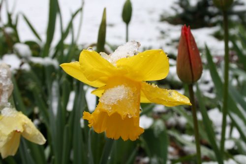 Narcizai, Sniegas, Žiema