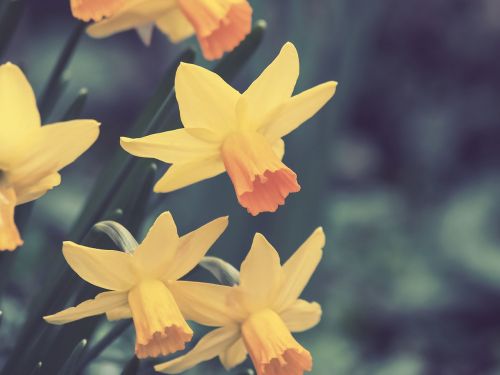 Narcizai, Narcizas, Gėlė, Pavasaris, Gamta, Geltona, Makro, Sodas, Laukinės Gėlės, Geltona Gėlė, Geltonos Gėlės