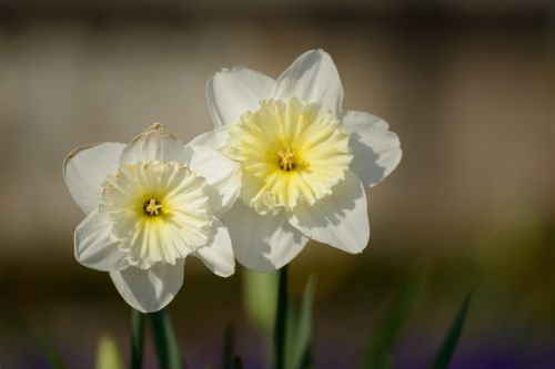 Narcizai, Narcizas, Daffodil, Pavasaris, Gėlė, Gėlės