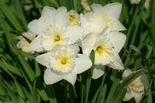 Narcizai, Narcizas, Daffodil, Pavasaris, Gėlė, Gėlės