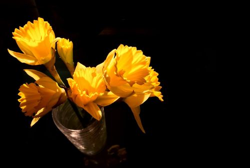 Narcizai, Geltona, Pavasario Gėlės, Šviežias, Saulė