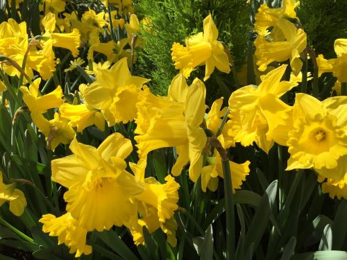 Narcizai, Pavasaris, Gėlės