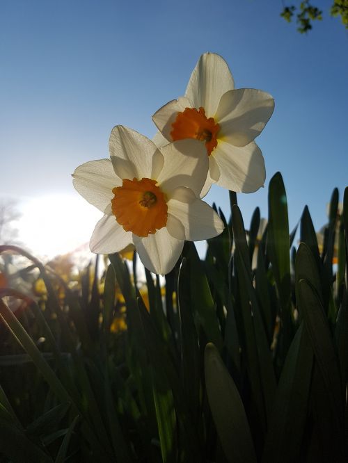 Narcizai, Gėlės, Mėlynas Dangus, Saulėlydis, Saulės Šviesa, Parkas, Pavasaris