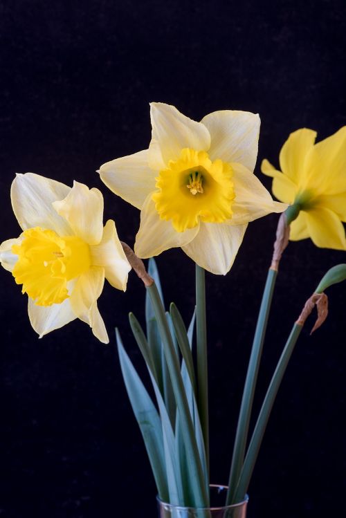 Narcizai, Gėlės, Geltona, Geltonos Gėlės, Tamsus Fonas, Žiedas, Žydėti, Uždaryti, Geltona Gėlė, Augalas, Pavasaris, Pavasario Gėlės, Narcissus Pseudonarcissus, Schnittblume