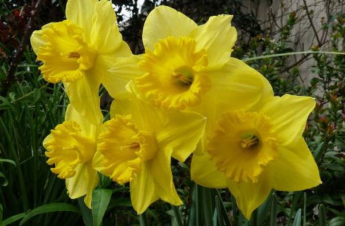 Narcizai, Žydi, Pavasaris