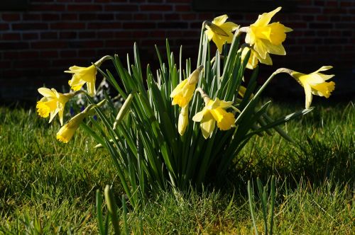 Narcizai, Osterglocken, Narcissus Pseudonarcissus, Gėlės, Pavasaris, Dafodilo Laukas
