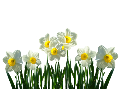 Narcizai, Osterglocken, Pavasaris, Velykos, Pavasario Gėlės, Pavasario Pranašys, Gamta, Žiedas, Žydėti, Gėlės, Geltona, Izoliuotas