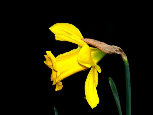 Narcizai, Žydėti, Gėlė, Sodas, Pavasaris, Daffodil, Geltonos Gėlės, Geltonos Apačios Žiedlapiai