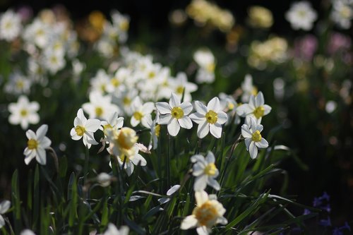 Narcizai,  Gėlės,  Reikmenys,  Pavasaris,  Pobūdį,  Augalų,  Grožis